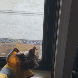 Yorkshire Terrier Puppies from Missy Lu Lap Puppies