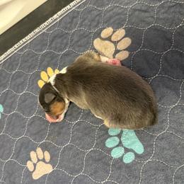 Boy 4 - Black tri-color male Australian Shepherd puppy in Washington, Indiana from Bombshell Australian Shepherds