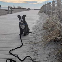 American Bully Puppies from Night Court Bullies