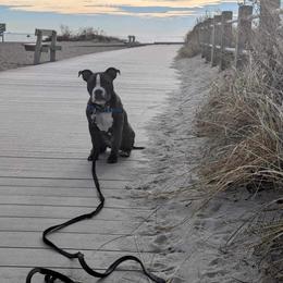 American Bully Puppies from Night Court Bullies