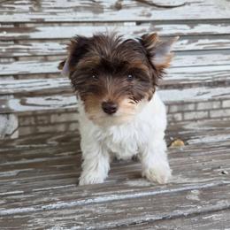 Chocolate Parti - Parti male Yorkshire Terrier puppy in Cherryville, North Carolina from Alsop's Precious Paws