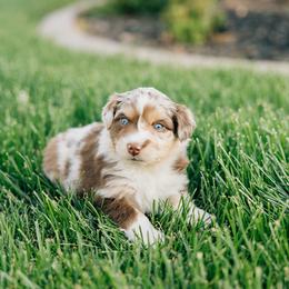Reese's - Red merle female Miniature Australian Shepherd puppy in Enoch, Utah from Twisted H Aussies