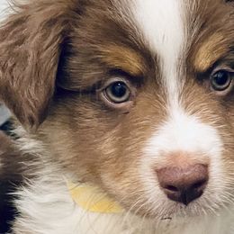 Onyx - Red tri Miniature Australian Shepherd puppy in City Island, New York from Tailormade Aussies