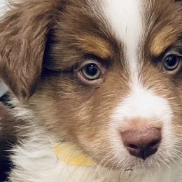 Onyx - Red tri Miniature Australian Shepherd puppy in City Island, New York from Tailormade Aussies