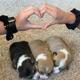 Pembroke Welsh Corgi Puppies from Nunas Corgis