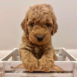 Female 2 - Apricot female Goldendoodle puppy in West Warwick, Rhode Island from Lil Rhody’s Goldendoodles
