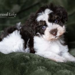 Baby Bear - Brown male Schnoodle puppy in Grove, Oklahoma from Grand Lake Poodles & Doodles