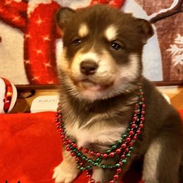 Girl 4 - Red and white Siberian Husky puppy in Columbus, Ohio from Jamuison’s Siberian Huskies