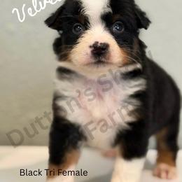 Velvet - Black tri female Miniature Australian Shepherd puppy in Oronogo, Missouri from Dutton's Show Me Farms