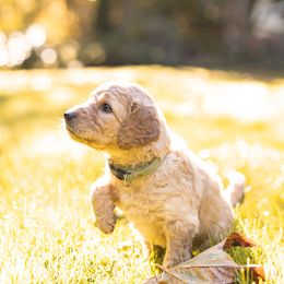 Goldendoodle Puppies from King Family Doodles