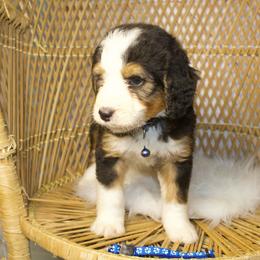 Blue Male - Tri-color male Bernedoodle puppy in Belgreen, Alabama from Scott’s Farm Poodles and Doodles