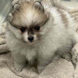 Polly - Orange parti female Pomeranian puppy in Greenville, Georgia from Breezy Hill Poms