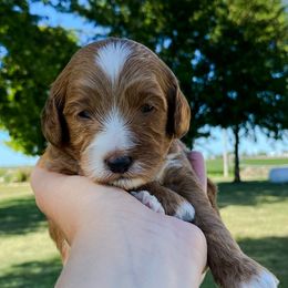 Goldendoodle Puppies from J&J Doodles