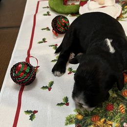 Boy 2 - Black and white Portuguese Water Dog puppy in Illinois from Pastor dePeixes