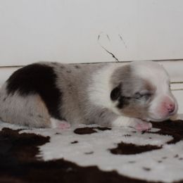 Bell - Blue merle and white female Cardigan Welsh Corgi puppy in Rigby, Idaho from Star N Cardigan Corgis