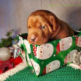 Labrador Retriever Puppies from Kilgore’s Labrador Retrievers