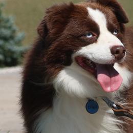 Cruz - Toy Australian Shepherd