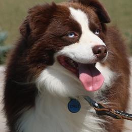Cruz - Toy Australian Shepherd