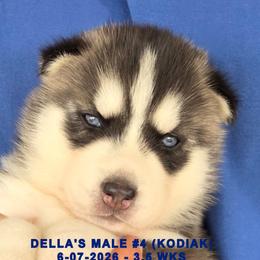 DELLA'S MALE 4 - Black and white male Siberian Husky puppy in Manilla, Iowa from Bruck's Siberian Huskies