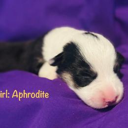 Aphrodite - White and black female Pembroke Welsh Corgi puppy in Toccoa, Georgia from The Grooming Barn LLC/ Wet Dog Ranch
