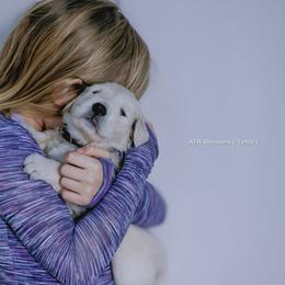 Boy ( Reservation 2 ) - Light golden male Golden Retriever puppy in Murfreesboro, Tennessee from ATW Retrievers