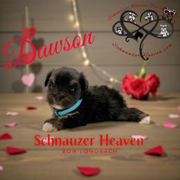 Dawson AKC - Black and silver male Miniature Schnauzer puppy in Pelzer, South Carolina from Schnauzer Heaven Von Longbach