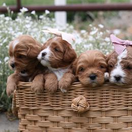 Cavapoo puppies from Little Diamond Doodles
