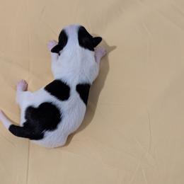 Lilly's AKC girl Rose - White black and tan female Papillon puppy in Joshua, Texas from Summertime Kennels