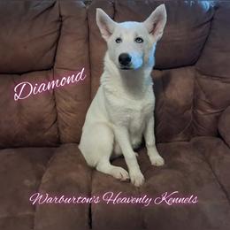 Diamond - White female Siberian Husky puppy in Coeburn, Virginia from Warburton's Heavenly Kennels
