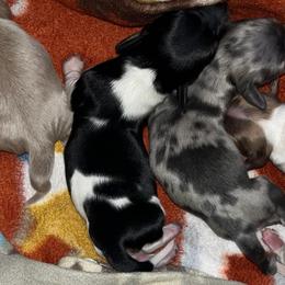 Black and Tan Piebald - Piebald male Dachshund puppy in Knoxville, Tennessee from Over The Moon Minis