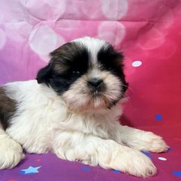 Sassie Q - Gold and white female Shih Tzu puppy in New York, New York from Falling Star