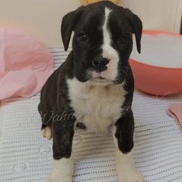 Australian Cattle Dog and Boxer Puppies from Wahachee Creek Kennel