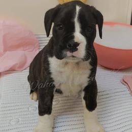 Australian Cattle Dog and Boxer Puppies from Wahachee Creek Kennel
