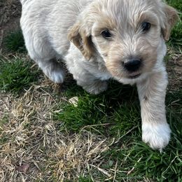 White - Cream female Goldendoodle puppy in Baldwin, Georgia from Simmons F1b Goldendoodles