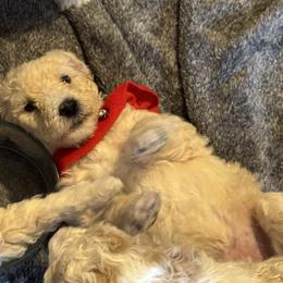 Bernedoodle and Double Doodle Puppies from ETX Dandy Doodle
