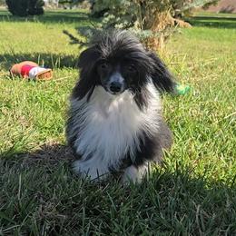 Holly - Black and white female Chinese Crested puppy in Amarillo, Texas from Lone Star Chinese Cresteds by Kim
