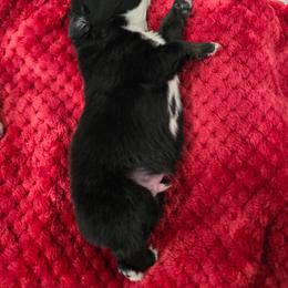 Mathew - Black tri male Miniature Australian Shepherd puppy in Dowagiac, Michigan from Wrightway Wigglebutts