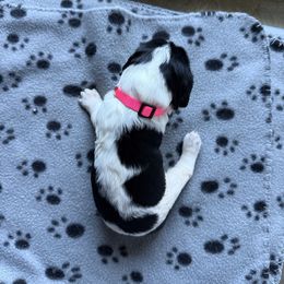 Peppermint Patty - Black and white female English Springer Spaniel puppy in Westfield, Wisconsin from Heeling Springs at Sandy Ridge