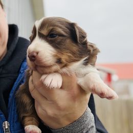 Louis Vuitton - Red tri-color male Australian Shepherd puppy in Ashland, Ohio from SS Australian Shepherds