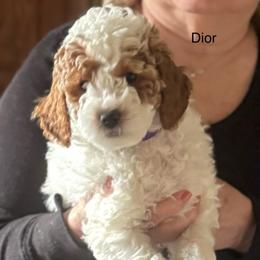 Dior - Parti female Goldendoodle puppy in Danville, Virginia from Stella’s Stunning Goldendoodles of VA
