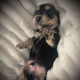 John - Black and cream male Dachshund puppy in Boerne, Texas from Maravillas Dachshunds LLC
