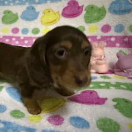 PB cookie - Chocolate and tan female Dachshund puppy in Canton, Texas from Bonnie and Clyde Dachshunds