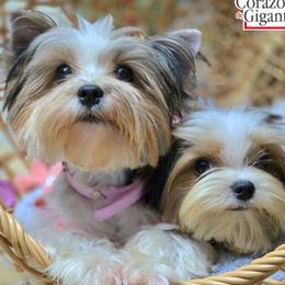 Cherry - Biewer Terrier