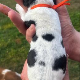 Orange collar - White and black male English Springer Spaniel puppy in Sterling, Michigan from Springerdoodles In MI