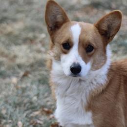 Penny - Pembroke Welsh Corgi