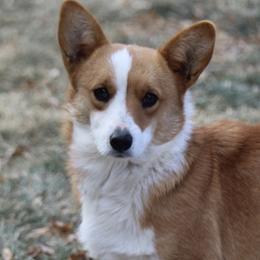 Penny - Pembroke Welsh Corgi