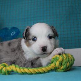 Boy 1 - Blue merle male Miniature Australian Shepherd puppy in Elgin, Oregon from LongMile Aussies