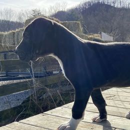 Great Danes from Wright Livestock and Farm