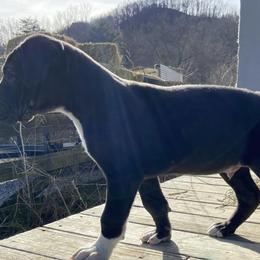 Great Danes from Wright Livestock and Farm