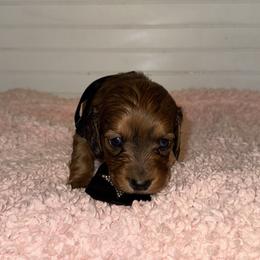 Dachshund Puppies from Wiggle Weens